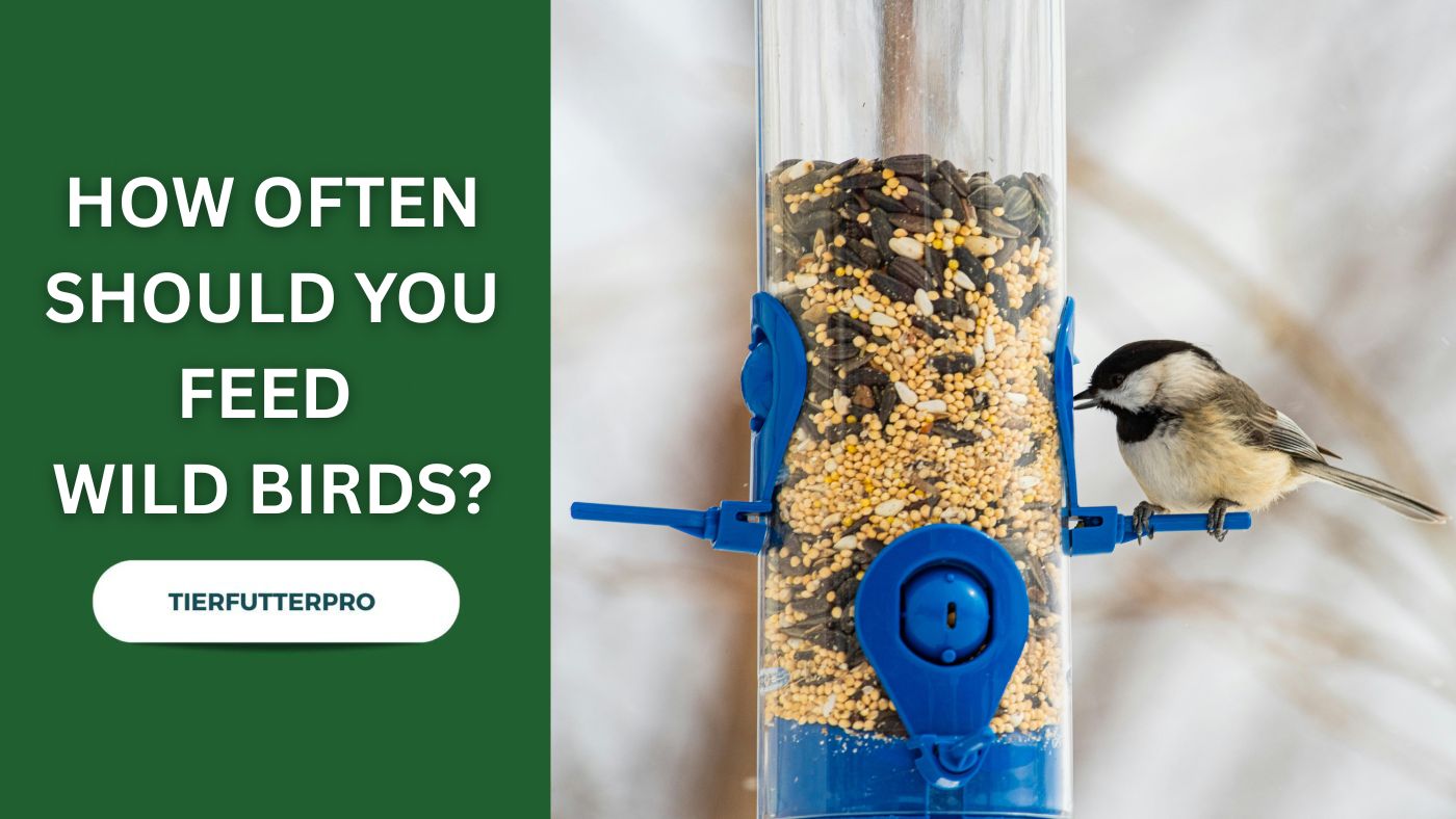 HOW OFTEN SHOULD YOU FEED WILD BIRDS?