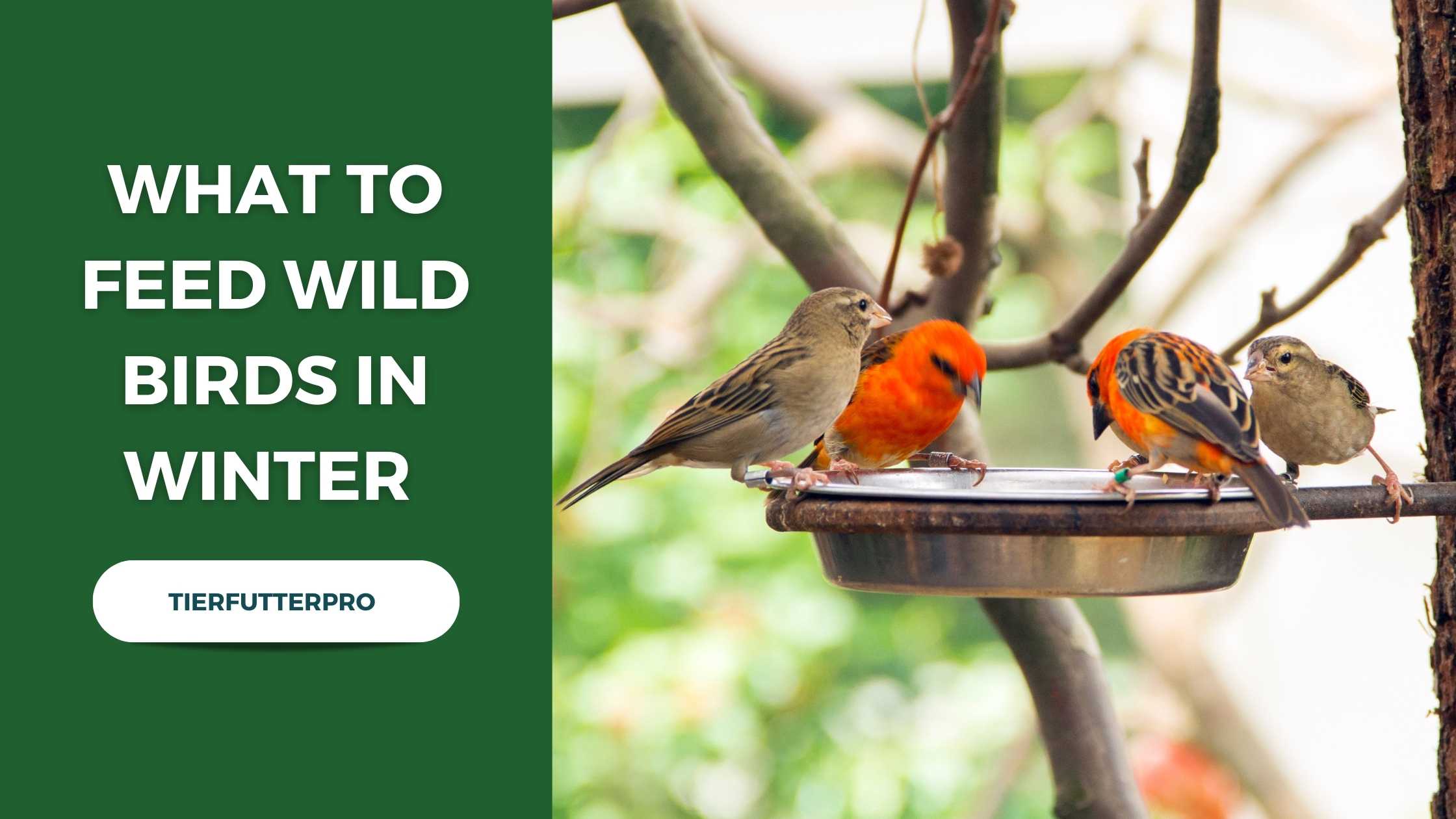 What You Should Feed Wild Birds in Winter - Tierfutterpro