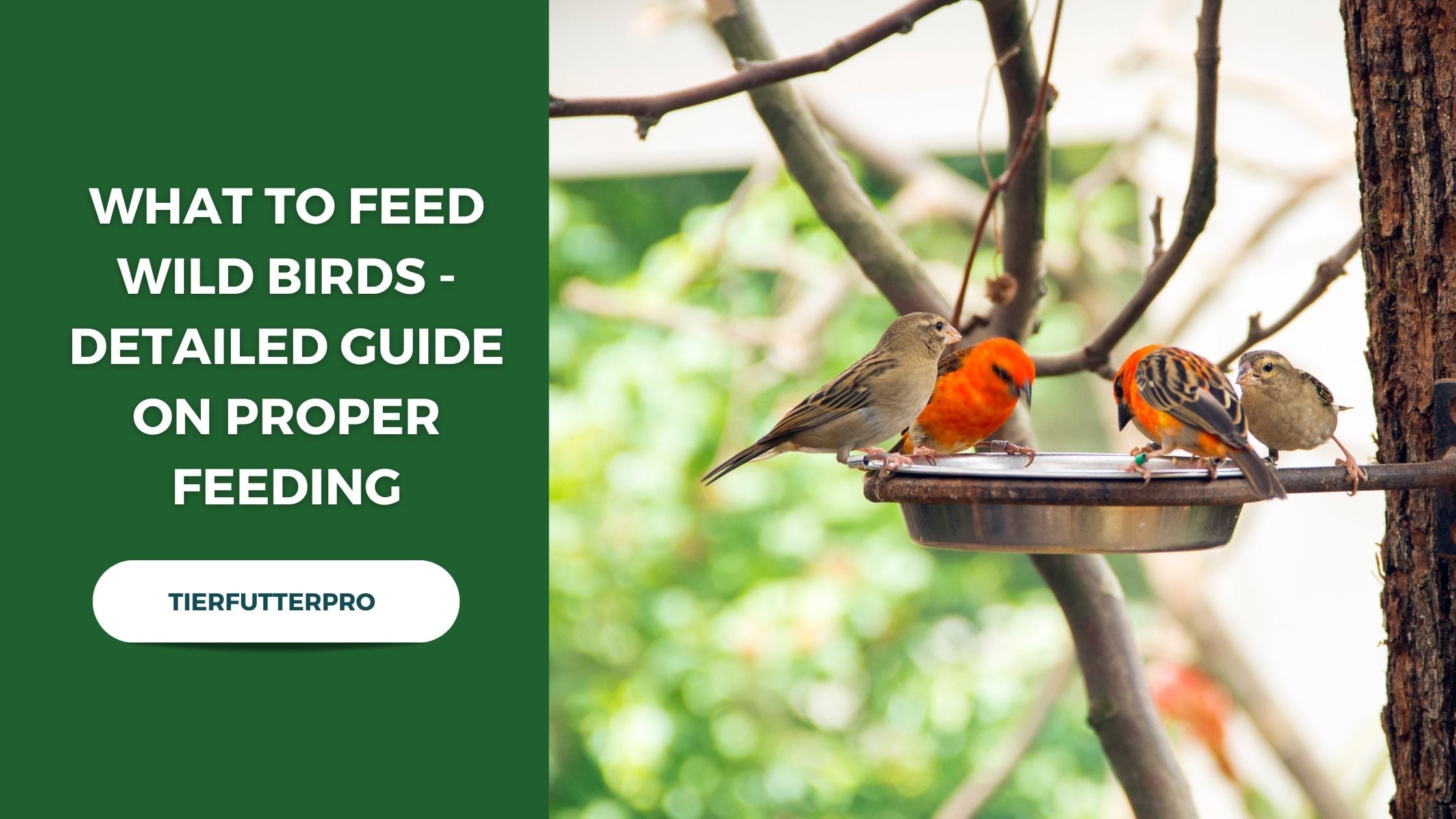 What to Feed Wild Birds