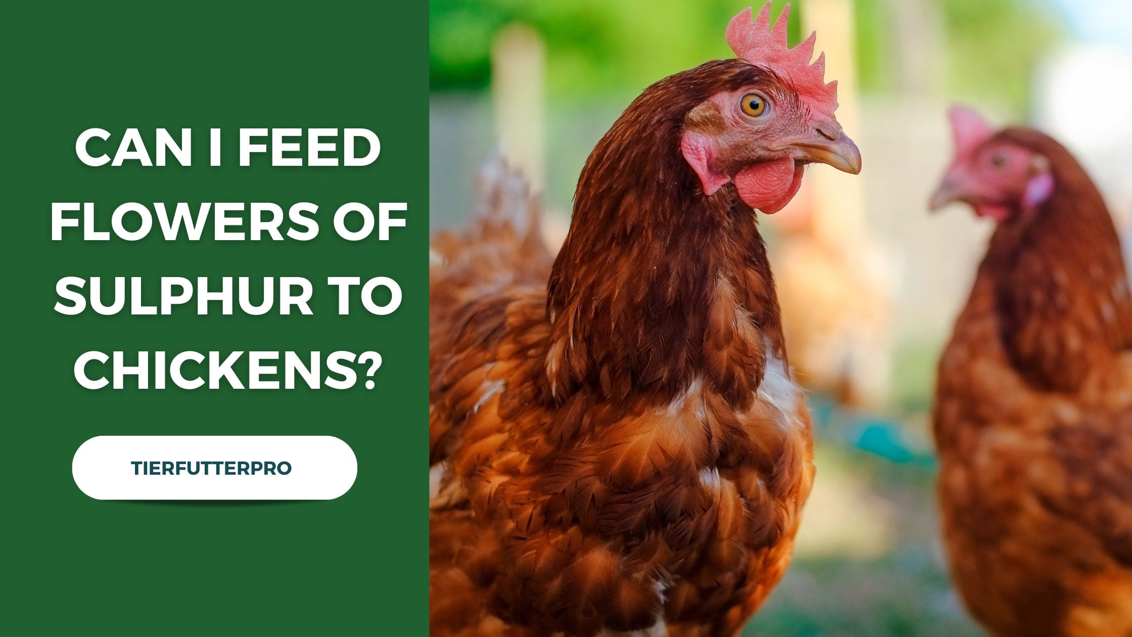 Can I Feed Flowers of Sulphur to My Chickens