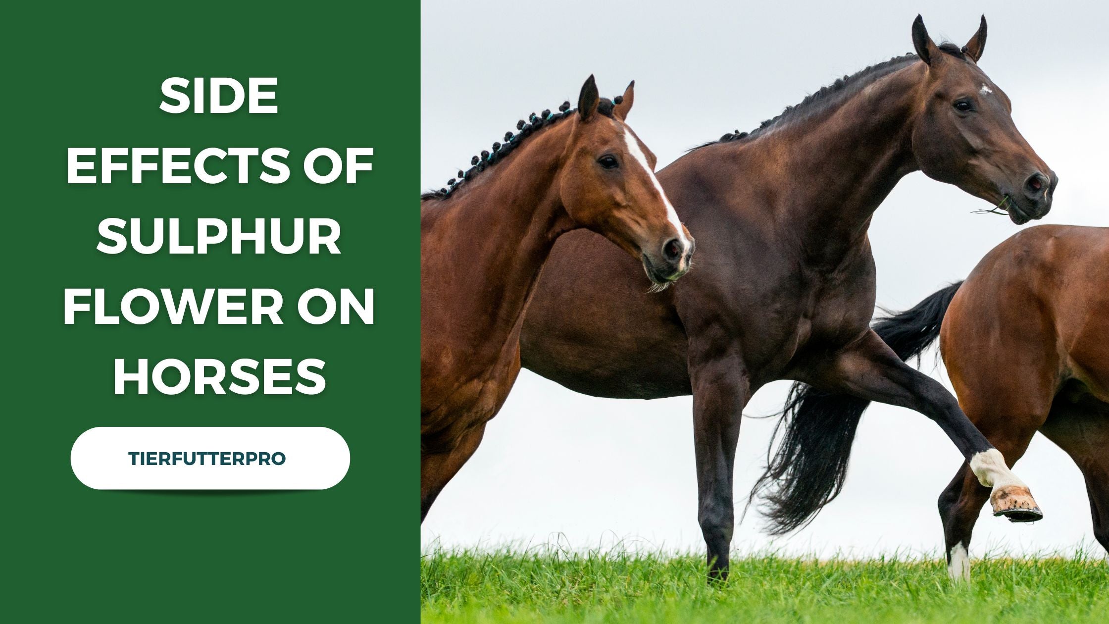 Side Effects of Sulphur Flower on Horses