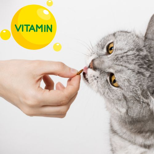 Vitamine & Nahrungsergänzungsmittel für Katzen
