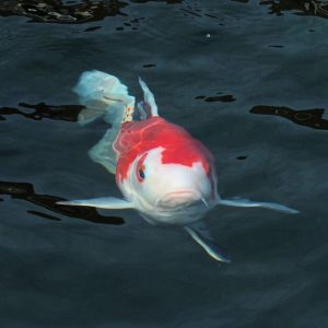 Koi Fisch