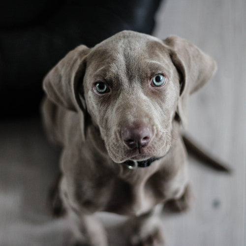 Hunde