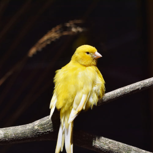 Kanarienvögel