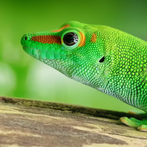 Reptilien