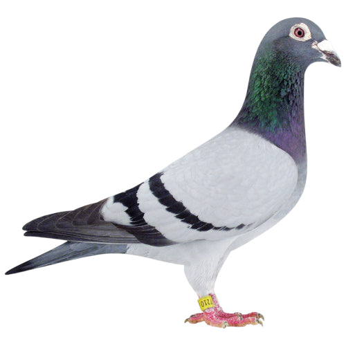 Tauben