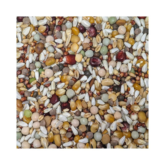 BTS-Zucht-und-Jungtaube