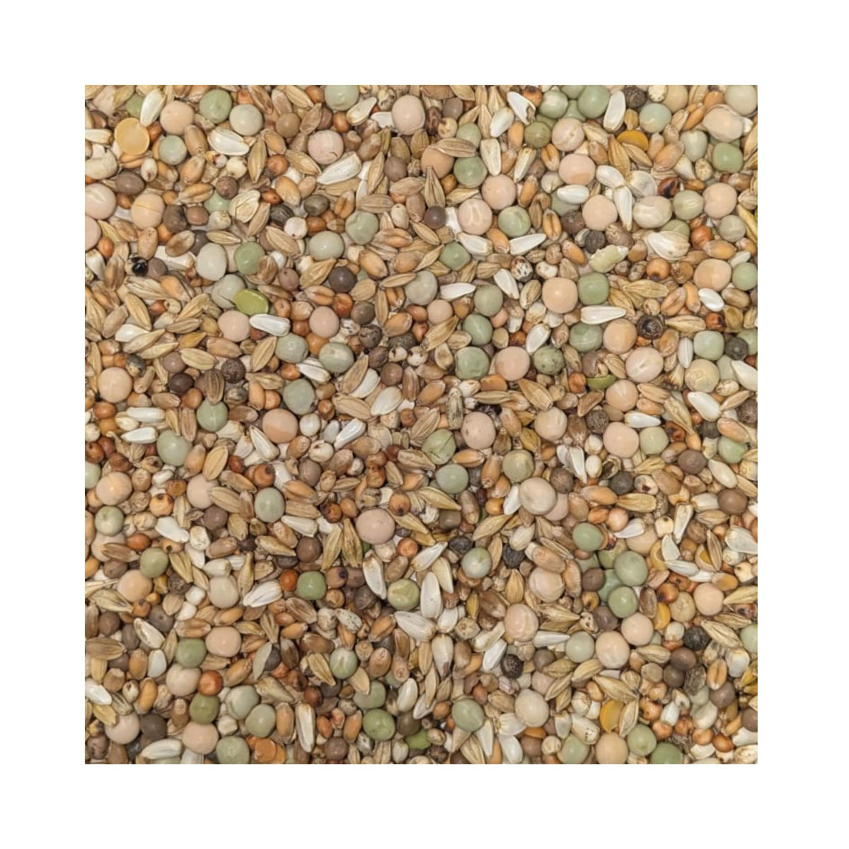 FooFine purebred pigeons vital without corn