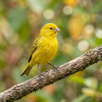 Kanarienvögel