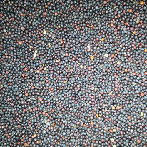 Schwarzer Raps 5 kg – energiereiches Einzelfuttermittel für Tauben, Wildvögel, Kanarien- und Waldvögel mit hohem Ölgehalt