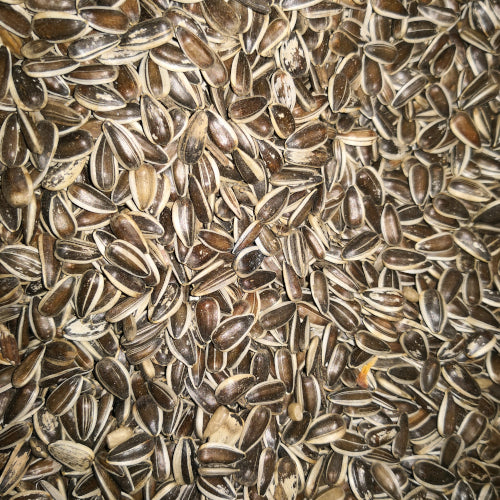 Sonnenblumenkerne gestreift und ungeschält 2,5 Kg für Haustiere im Tierfutterpro Shop