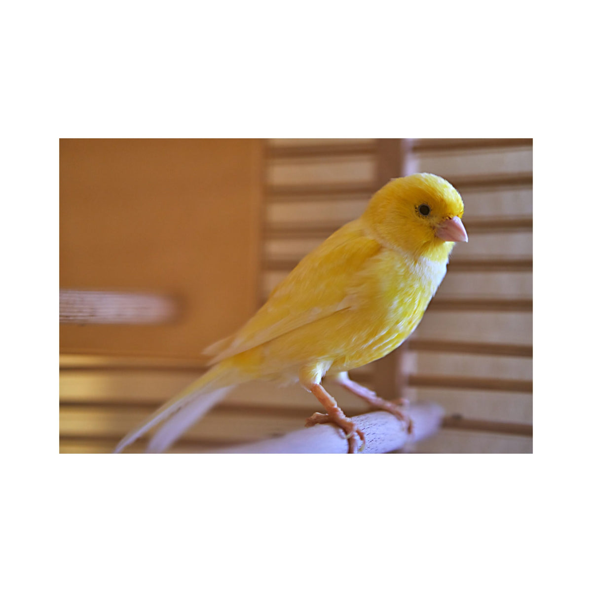 Eurital Canary Mix