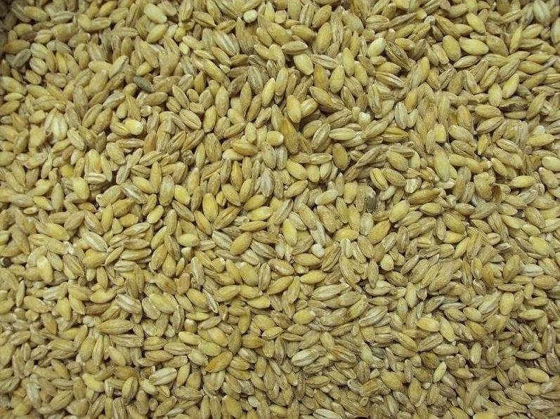 Vanrobaeys Gerste Nr. 81 25Kg (Versandkostenfrei) für Haustiere im Tierfutterpro Shop